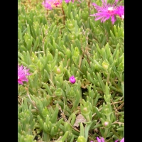 Delosperma Cooperi (fam Aizoacees) (Afrique du sud) (08)